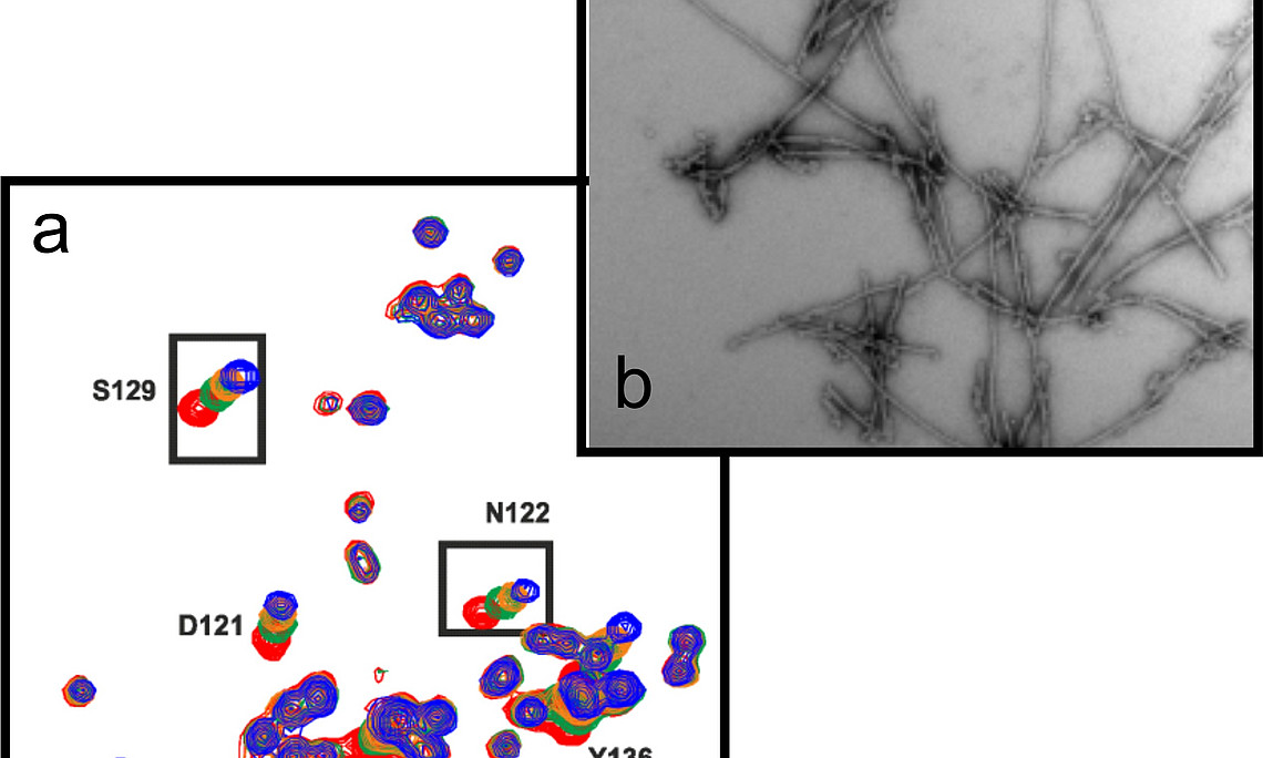 Anhand eines zweidimensionalen NMR-Spektrums (a) kann man die exakten Bindestellen zwischen SERF und amyloiden Proteinen bestimmen (hier durch Farbverschiebungen gekennzeichnet). Diese Bindung fördert letztendlich die Ausbildung amyloider Fibrillen (b; e