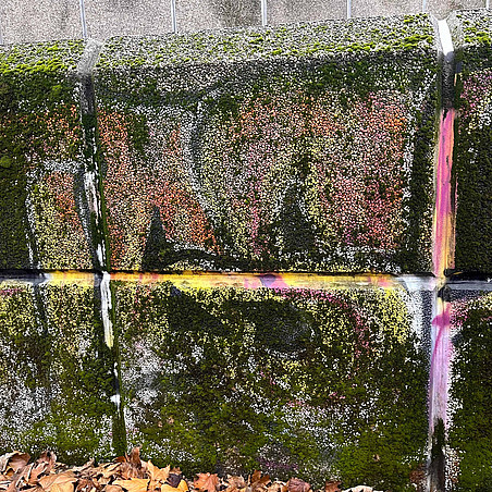 Wall with graffiti and overgrown with biopatina ©Asma Fathinejadposhkoohi