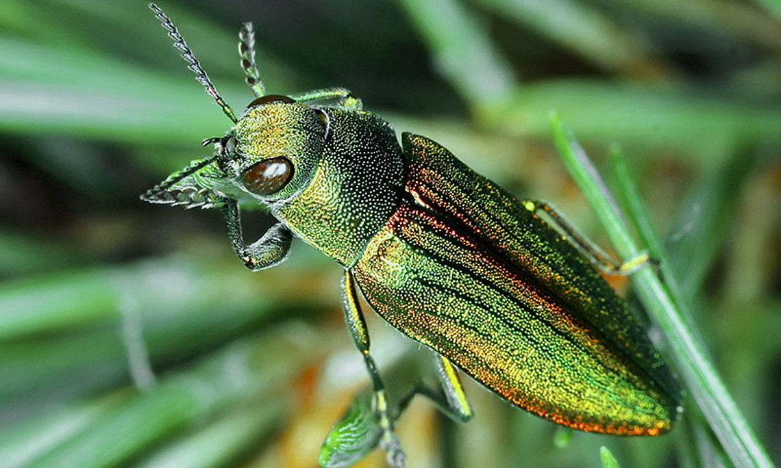 Der Goldstreifige Prachtkäfer ist eine seltene Urwaldreliktart und somit ein guter Indikator für den ökologischen Zustand eines Waldes. Foto: Sandra Aurenhammer. 