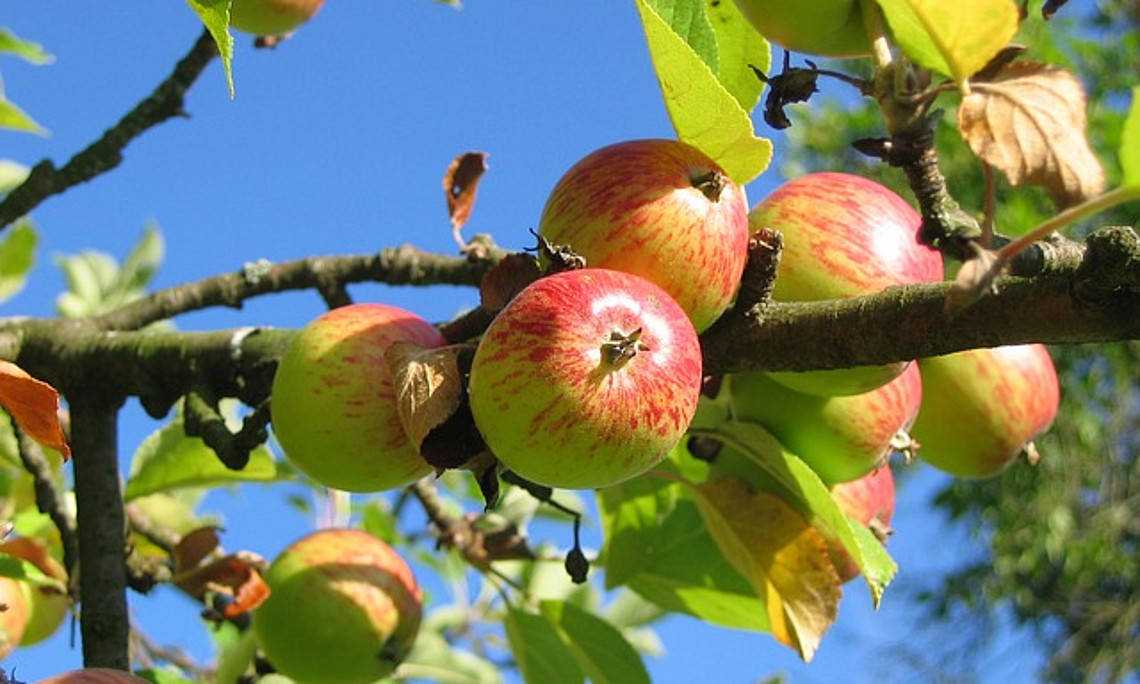 ForscherInnen der Universität Graz haben errechnet, was der Klimawandel durch das steigende Frostrisiko für den Apfelanbau in der Südoststeiermark finanziell bedeutet. Foto: pixabay