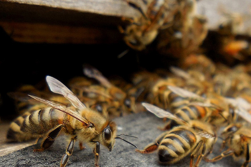 Bienen sollen künftig im eigenen Bienenstock auf äußere Einflüsse reagieren können. Foto: Pixabay.com