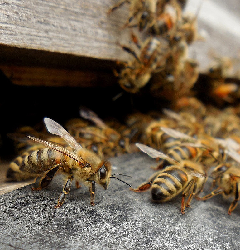 Bienen sollen künftig im eigenen Bienenstock auf äußere Einflüsse reagieren können. Foto: Pixabay.com 
