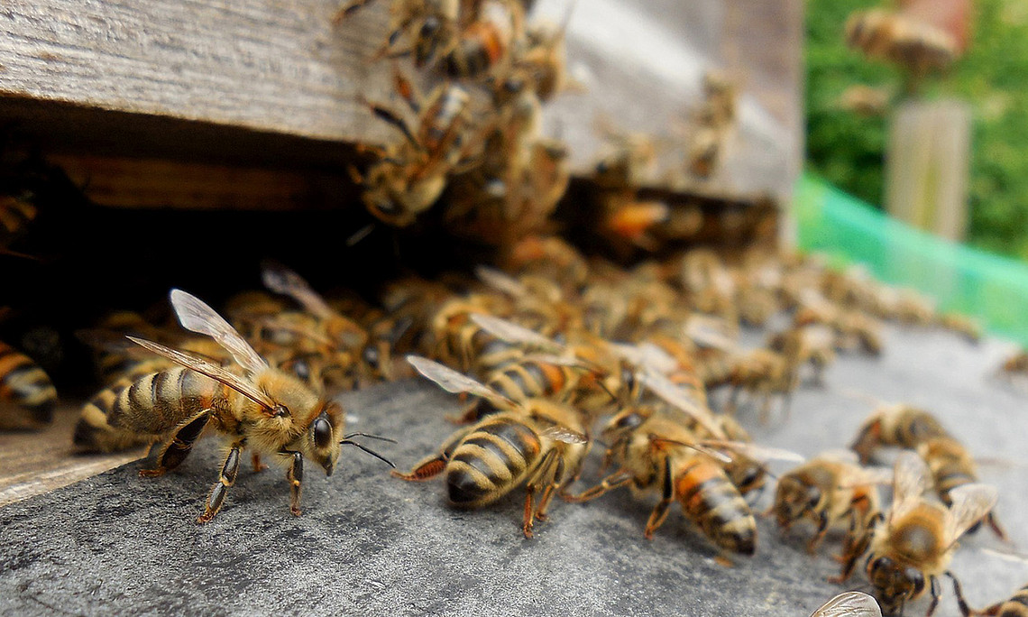 Bienen sollen künftig im eigenen Bienenstock auf äußere Einflüsse reagieren können. Foto: Pixabay.com