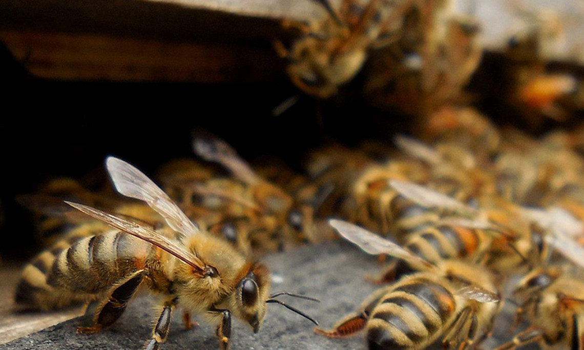 Bienen sollen künftig im eigenen Bienenstock auf äußere Einflüsse reagieren können. Foto: Pixabay.com