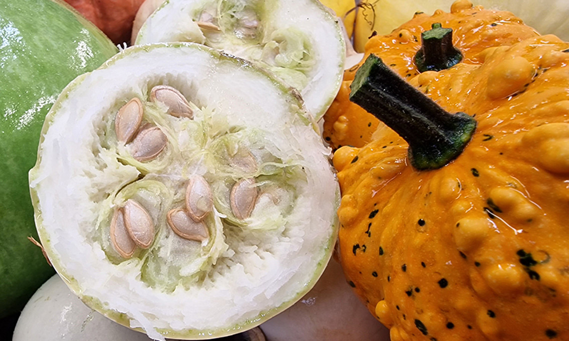 In die wunderbare Welt der Kürbisgewächse entführt der Botanik-Brunch am 11. September 2022. Foto: Uni Graz/Botanischer Garten