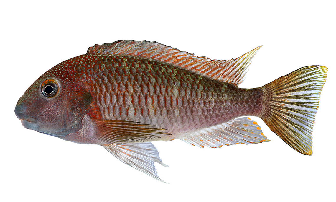 Der Brabant-Buntbarsch ist im Tanganyikasee beheimatet und ernährt sich von auf Felsen wachsenden Algen. Sein Erbgut haben Grazer ForscherInnen nun entschlüsselt. Foto: Gessl/www.pisces.at