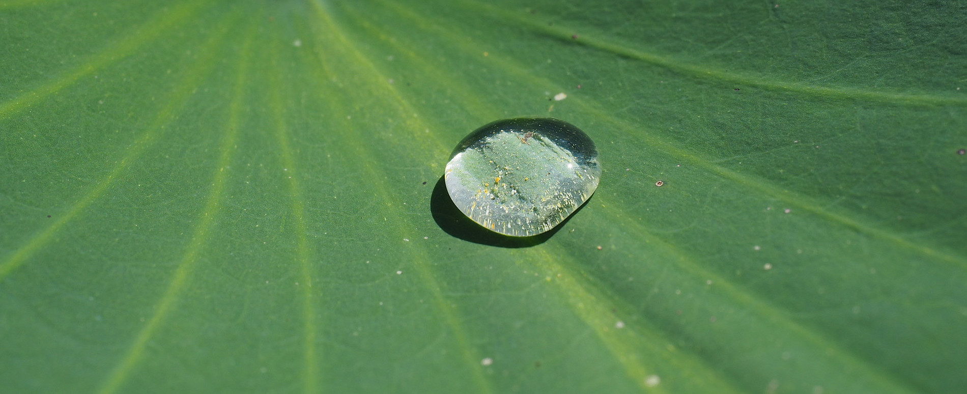 Drop of water lying on a lotus leaf. ©Uni Graz/Ulrike Grube