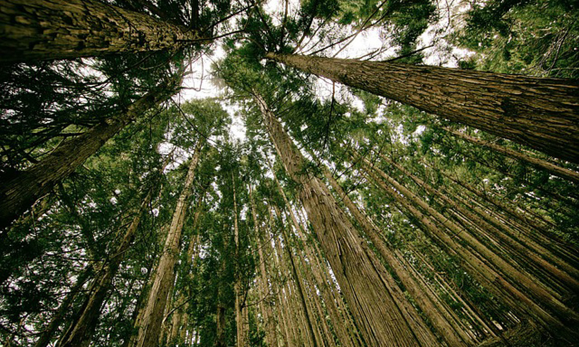 Der Wald gerät durch den Klimawandel unter Druck. ForscherInnen suchen nach Auswegen für die Bewirtschaftung. Foto: pixabay