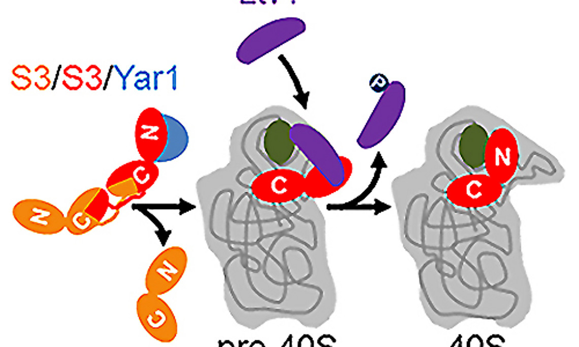 Das Protein Rps3 (l.) wird in zwei Schritten in den Zellkern eingebaut: Den genauen Mechanismus haben ForscherInnen der Uni Graz nun entschlüsselt. Grafik: Uni Graz/Pertschy