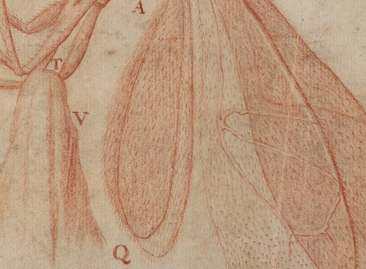 Detailansicht einer Zeichnung eines Insektenflügels 