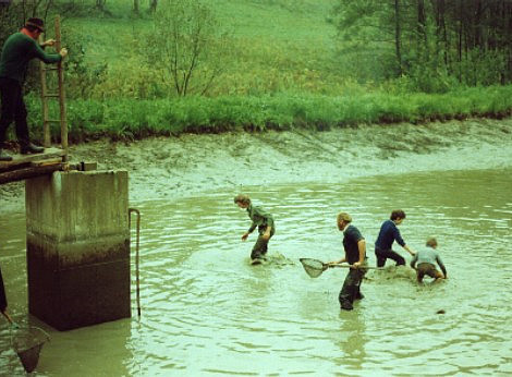 Teichausfischen, Südsteiermark 