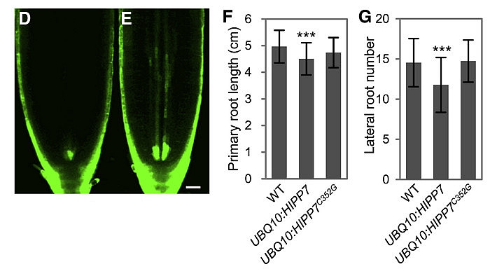 Guo et al., 2021 ©CellPress