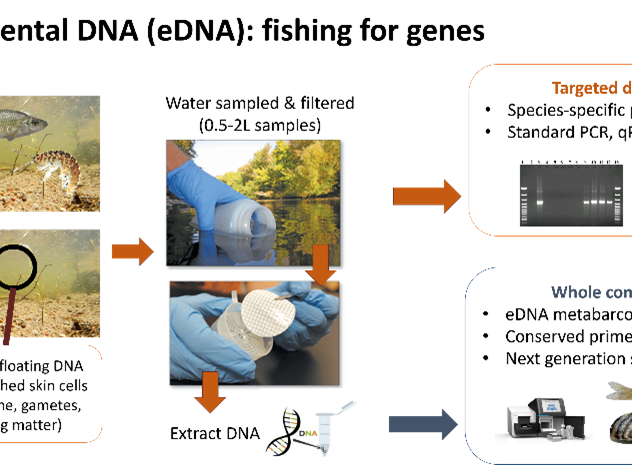 What can aquatic eDNA tell us about diversity 