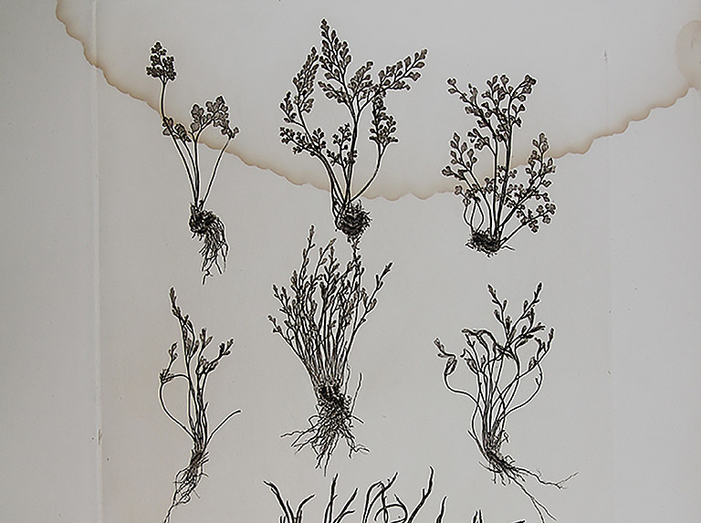 Physiotypia Planarum Austriacarum