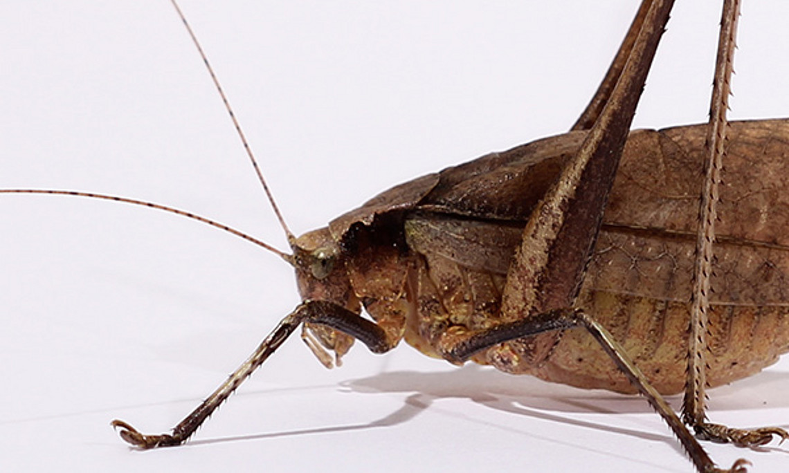 Ein männliches Exemplar der Laubheuschrecke Mecopoda elongata: Um Weibchen zu gefallen, werben die Insekten meist im Chor. Foto: Wolfgang Gessler