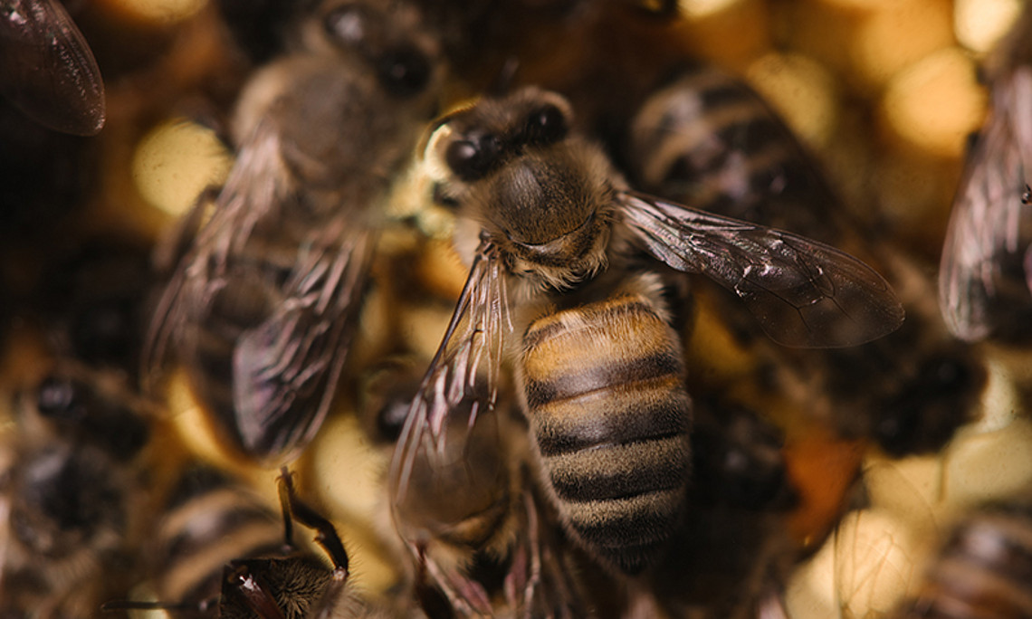 Heute ist Welttag der Biene: Die Universität Graz forscht die Insekten und ihre Umweltbedingungen das ganze Jahr über. Foto: Uni Graz/Kernasenko