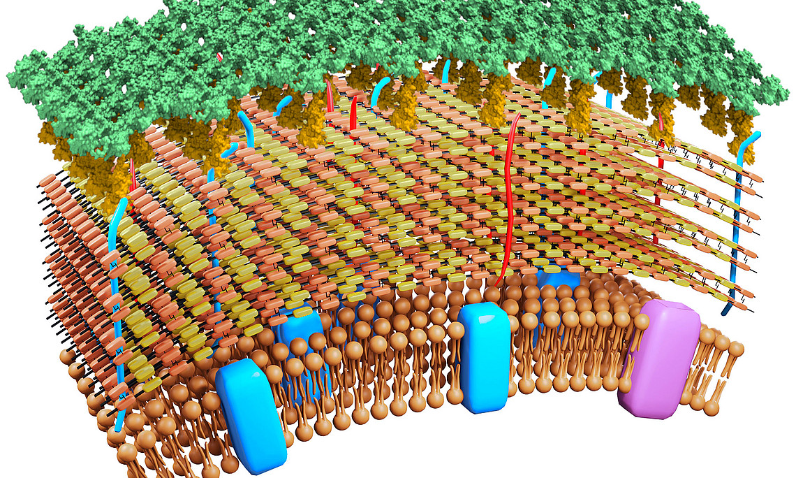 Schematic overview of the cell wall composition of Lactobacillus