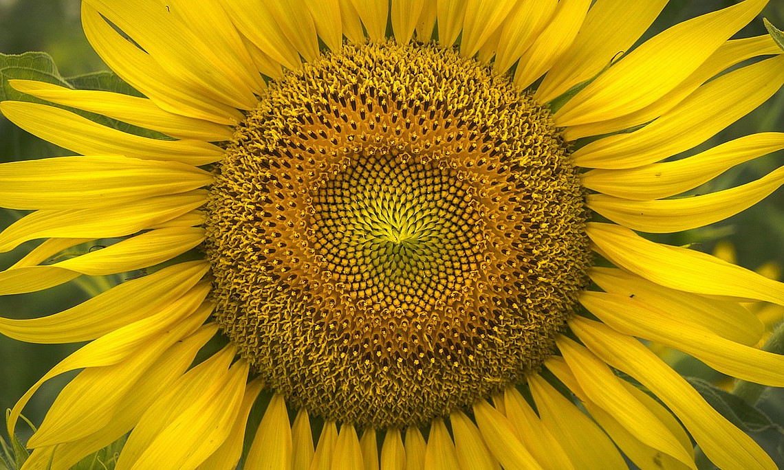 Sonnenblume