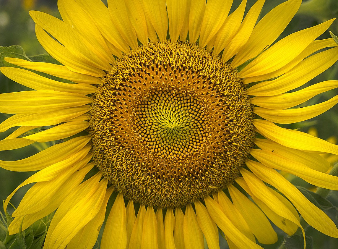 Sonnenblume 