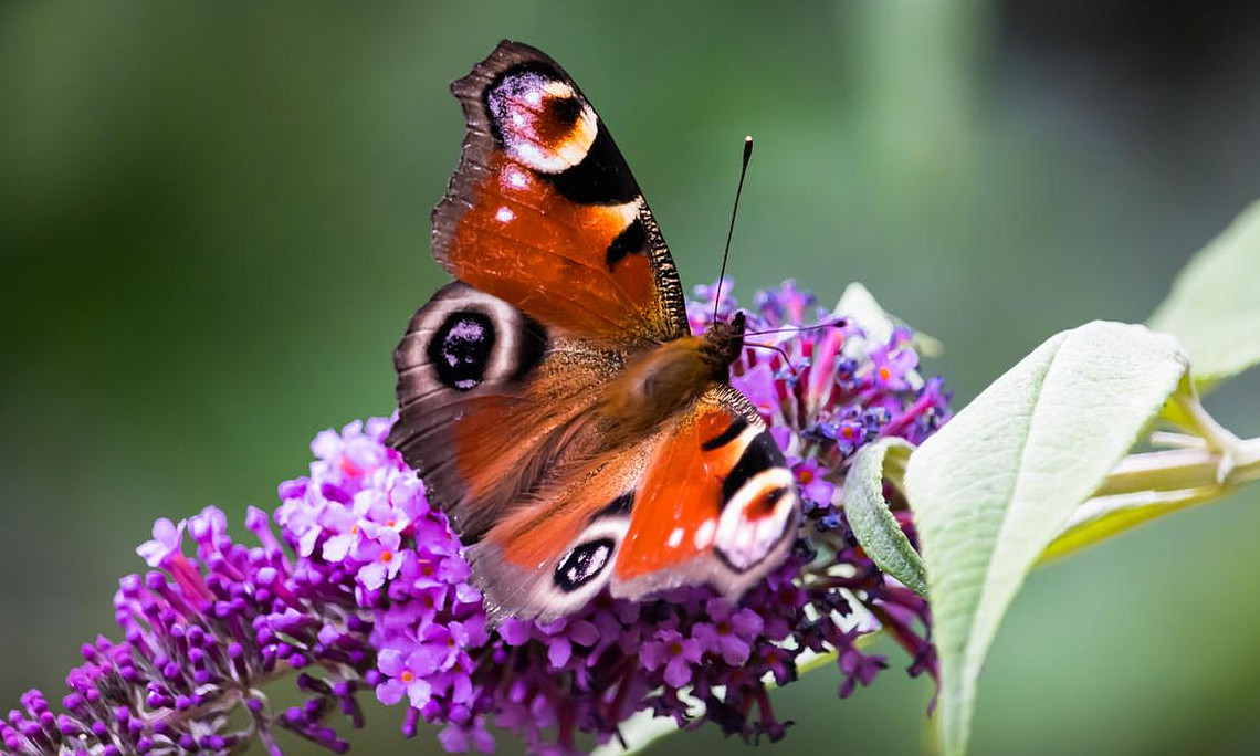 Schmetterling
