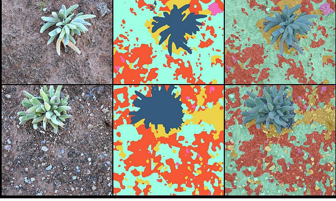Image Segmentation of permanent plot images taken in the Succulent Karoo, South Africa, shown on 5 examples. In the left-hand column, the original image is shown, while in the central column the segmentation results and in the right-hand column an overlay of the original image and the image segmentation results are shown.