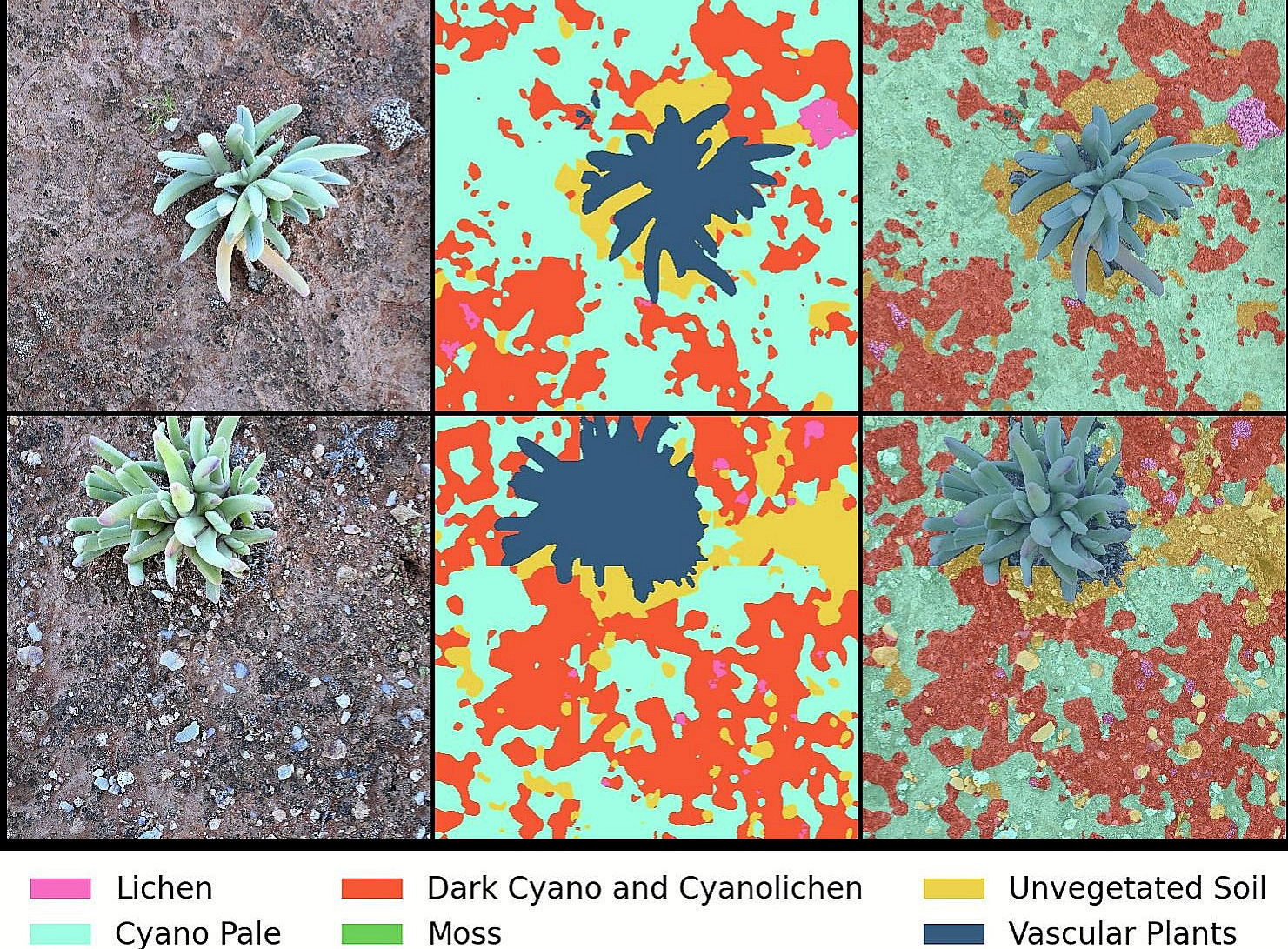 Image Segmentation of permanent plot images taken in the Succulent Karoo, South Africa, shown on 5 examples. In the left-hand column, the original image is shown, while in the central column the segmentation results and in the right-hand column an overlay of the original image and the image segmentation results are shown. ©Bettina Weber