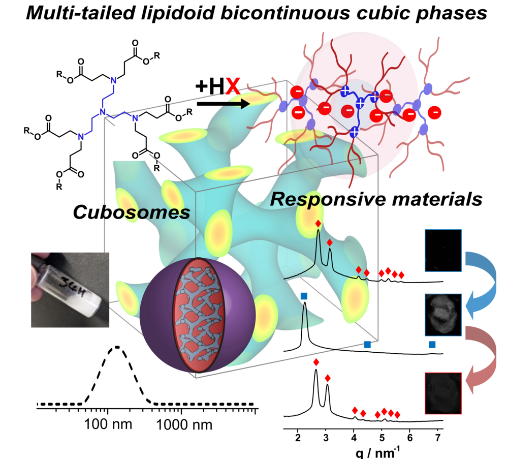 Nanostructured self-assembly of lipidoid molecules 