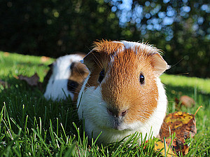 Hamster ©Tierschutz macht Schule