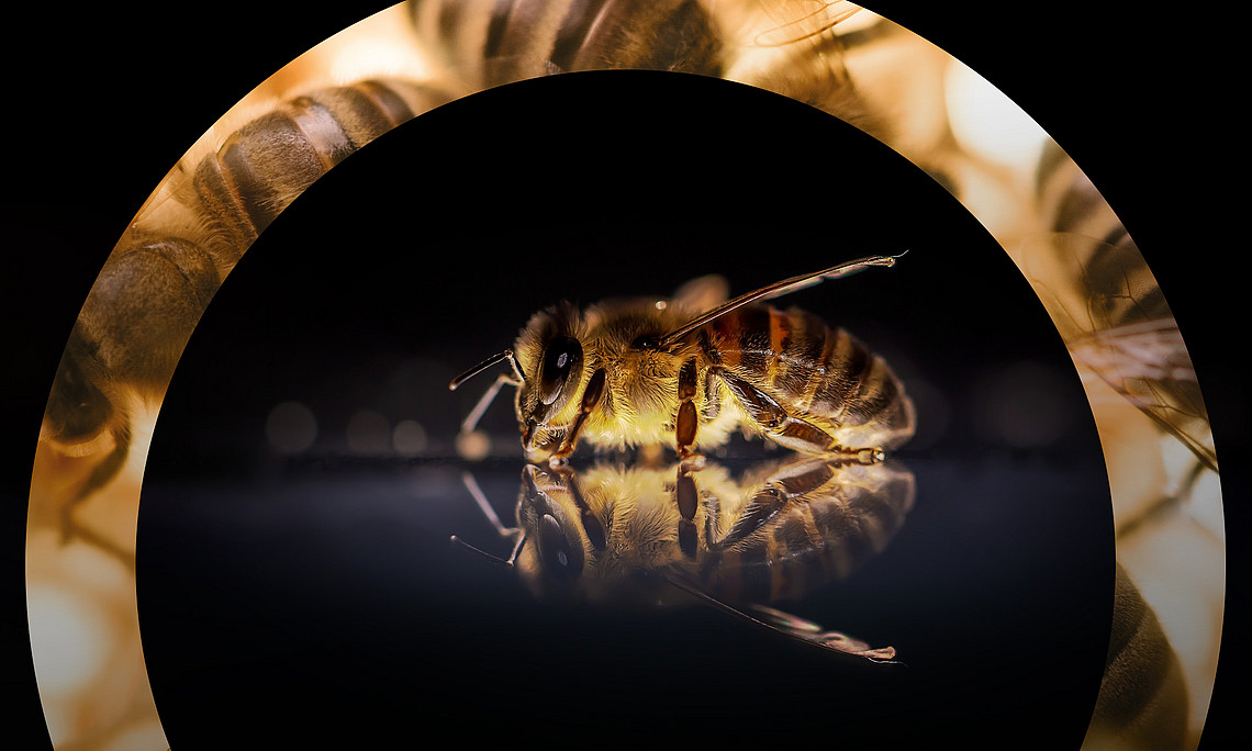 Bienen im Fokus der Forschung Foto: David Hablützel - Pixabay 