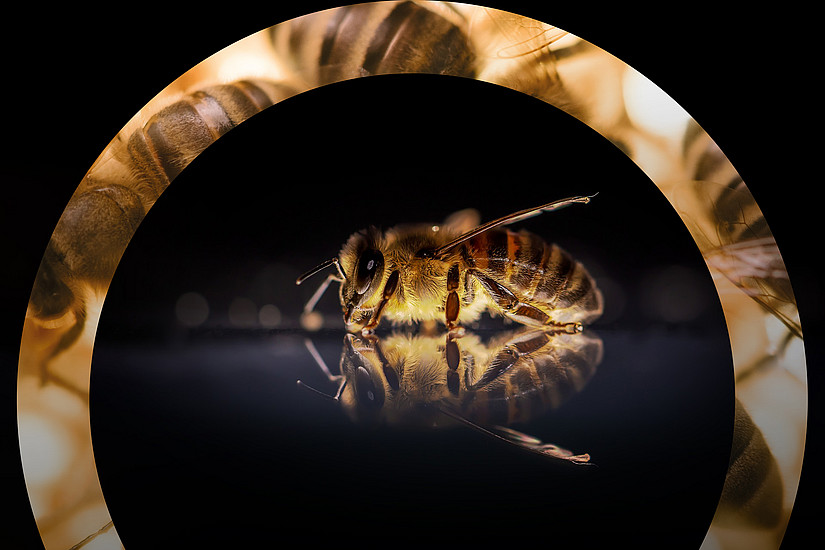 Bienen im Fokus der Forschung Foto: David Hablützel - Pixabay 
