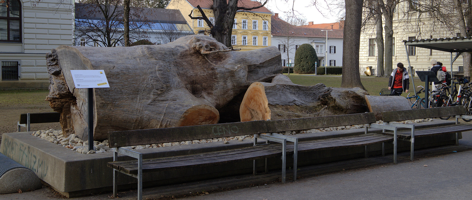Totholz im Herbst ©UNI Graz