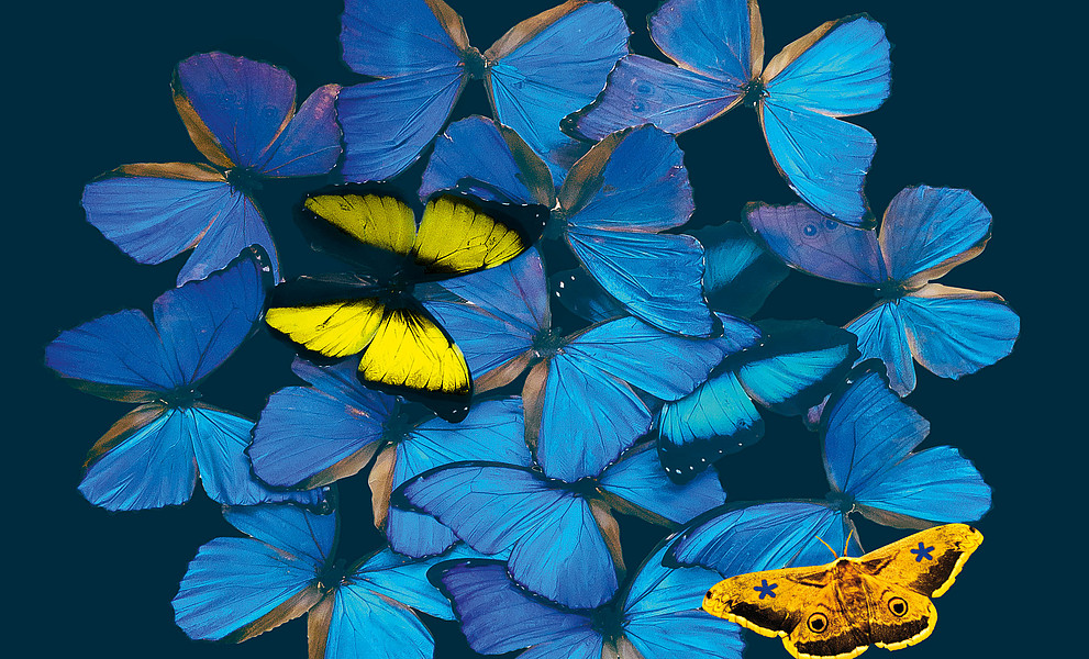 Ein Sujet mit blauen Faltern