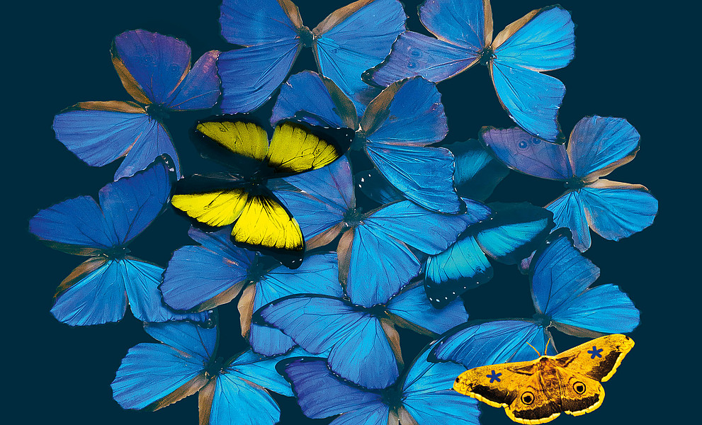 viele blaue Schmetterlinge, ein gelber und ein bunt gemusterter