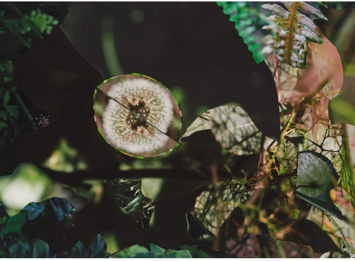 Fotografie und Collage von Pflanzen ©Suzanne Anker