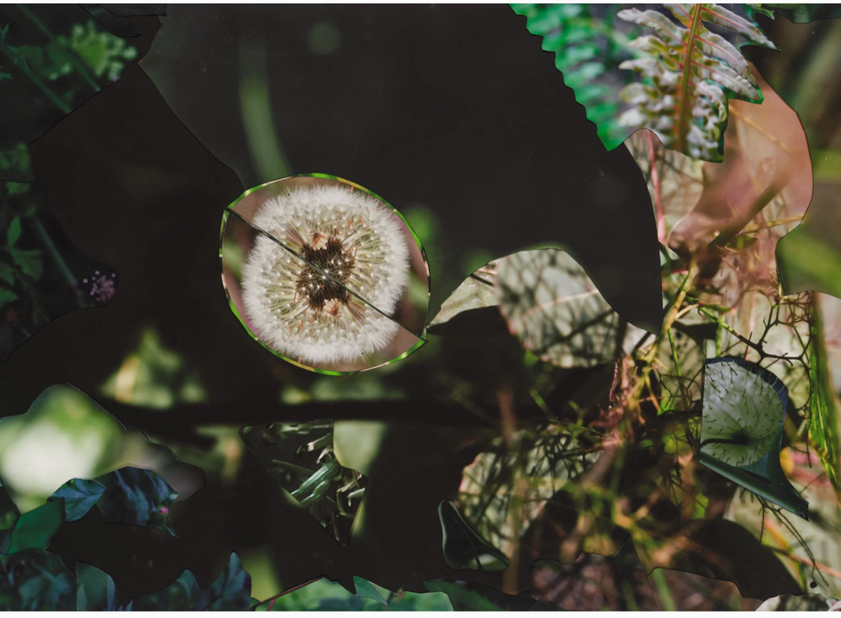 Fotografie und Collage von Pflanzen ©Suzanne Anker