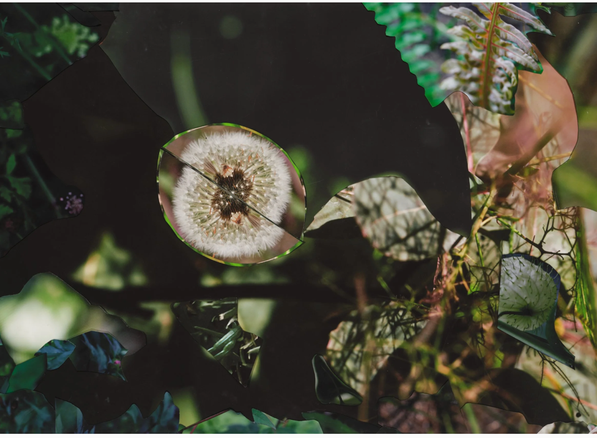 Fotografie und Collage von Pflanzen ©Suzanne Anker