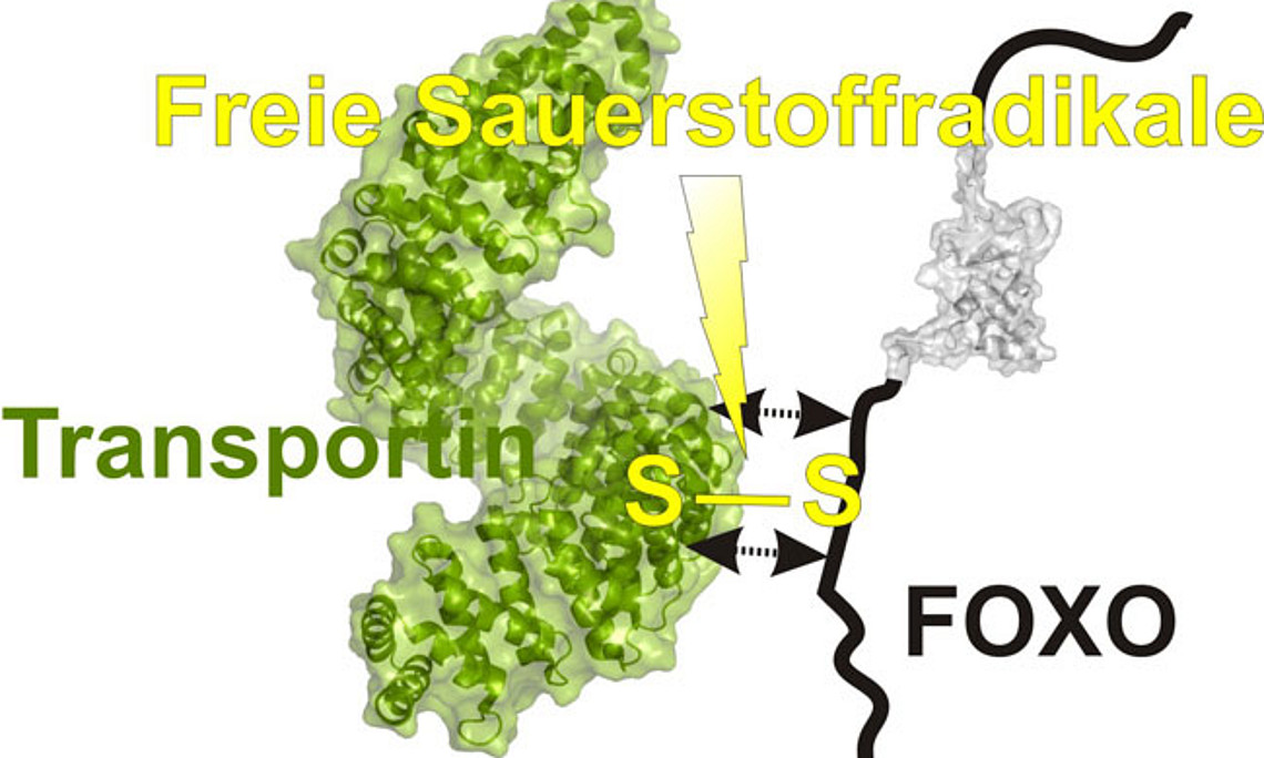 Uni Graz-ForscherInnen erforschen Mechanismen in der Zelle. Foto: Madl.