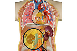 Schematische Darstellung der menschlichen Anatomie mit den Organen, die in Zukunft mit photoakustischer Bildgebung untersucht werden könnten. 