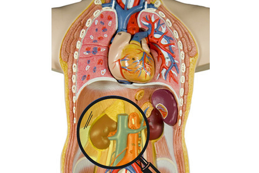 Schematische Darstellung der menschlichen Anatomie mit den Organen, die in Zukunft mit photoakustischer Bildgebung untersucht werden könnten. 
