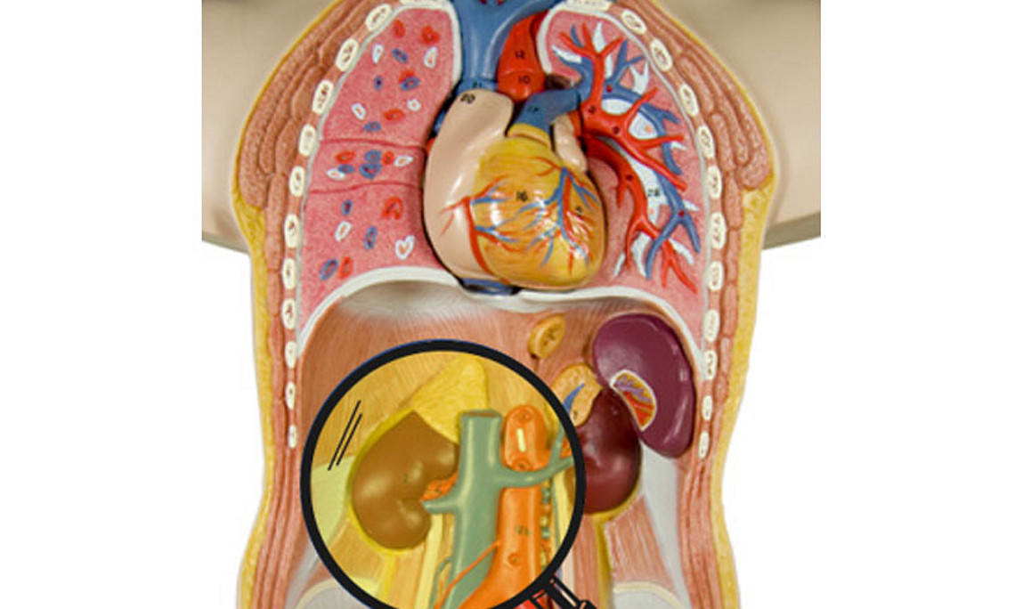 Schematische Darstellung der menschlichen Anatomie mit den Organen, die in Zukunft mit photoakustischer Bildgebung untersucht werden könnten. 