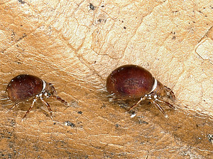 Collohmannia gigantea ©unigraz/tobias_pfingstl