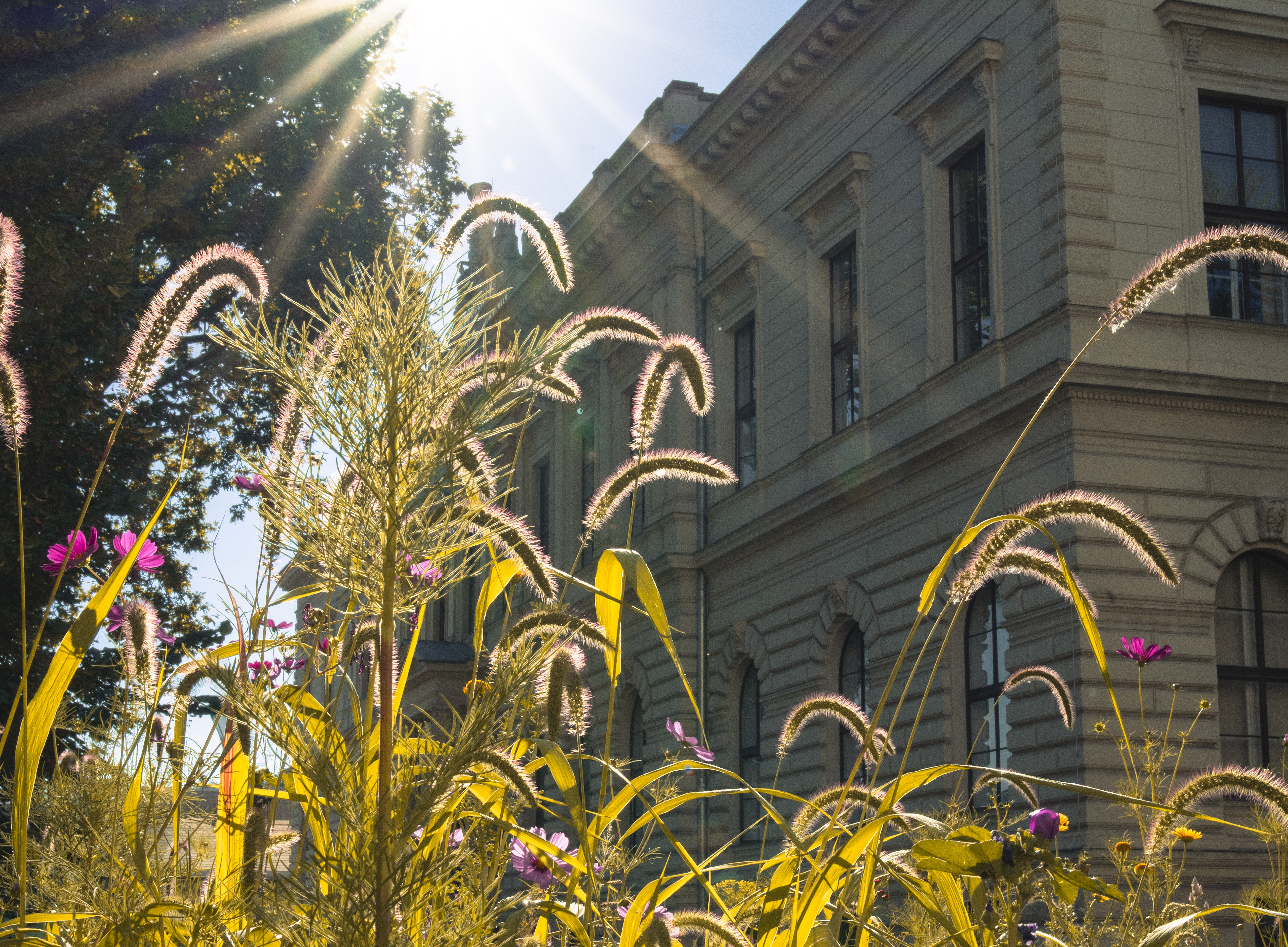 Blühwiese vor Hauptgebäude, Foto: Angele ©Angele
