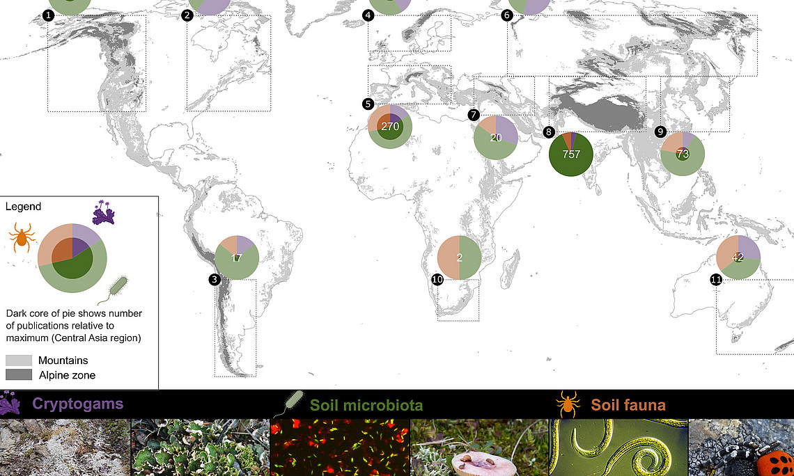 Global map of the number of scientific publications on biodiversity in temperate and continental mountain soils above the treeline (cryptogams, soil microbiota, and soil fauna) by alpine mountain region.