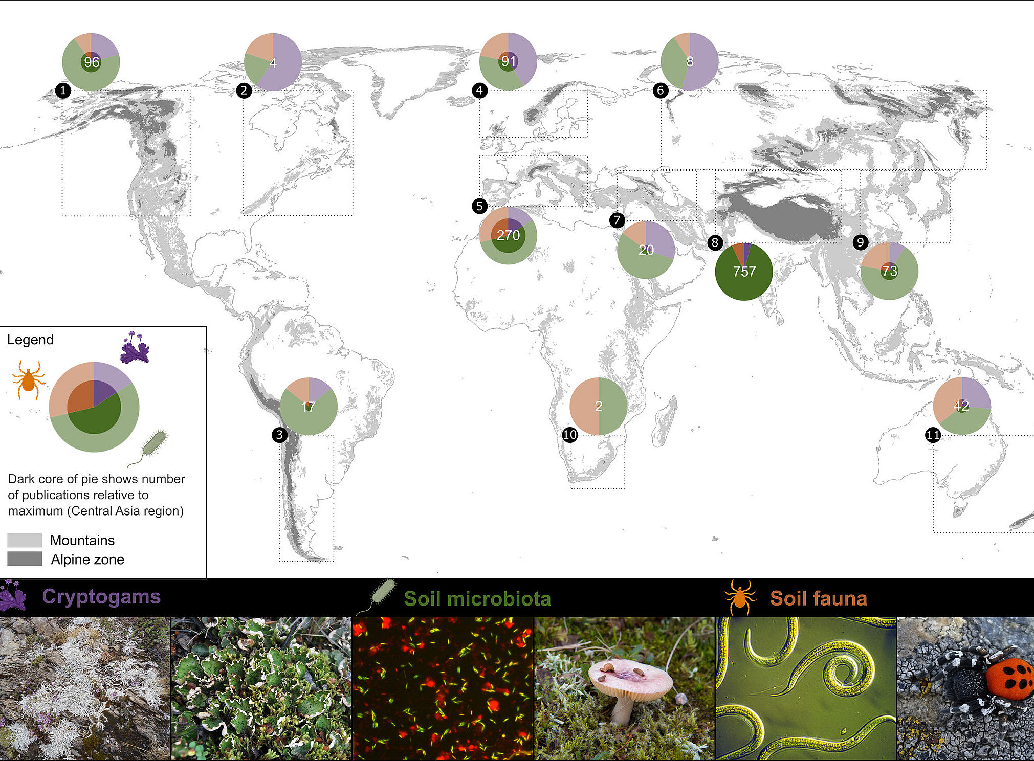 Global map of the number of scientific publications on biodiversity in temperate and continental mountain soils above the treeline (cryptogams, soil microbiota, and soil fauna) by alpine mountain region. ©Bettina Weber