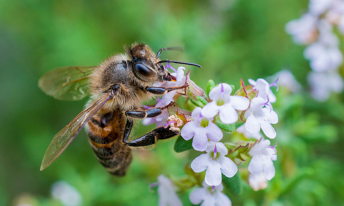 Biene saugt Nektar aus Thymian-Blüten