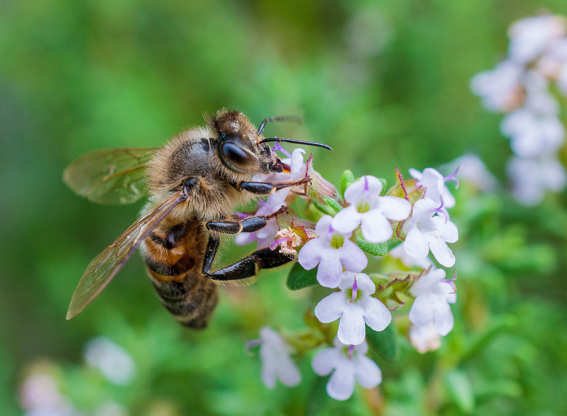 Biene saugt Nektar aus Thymian-Blüten 