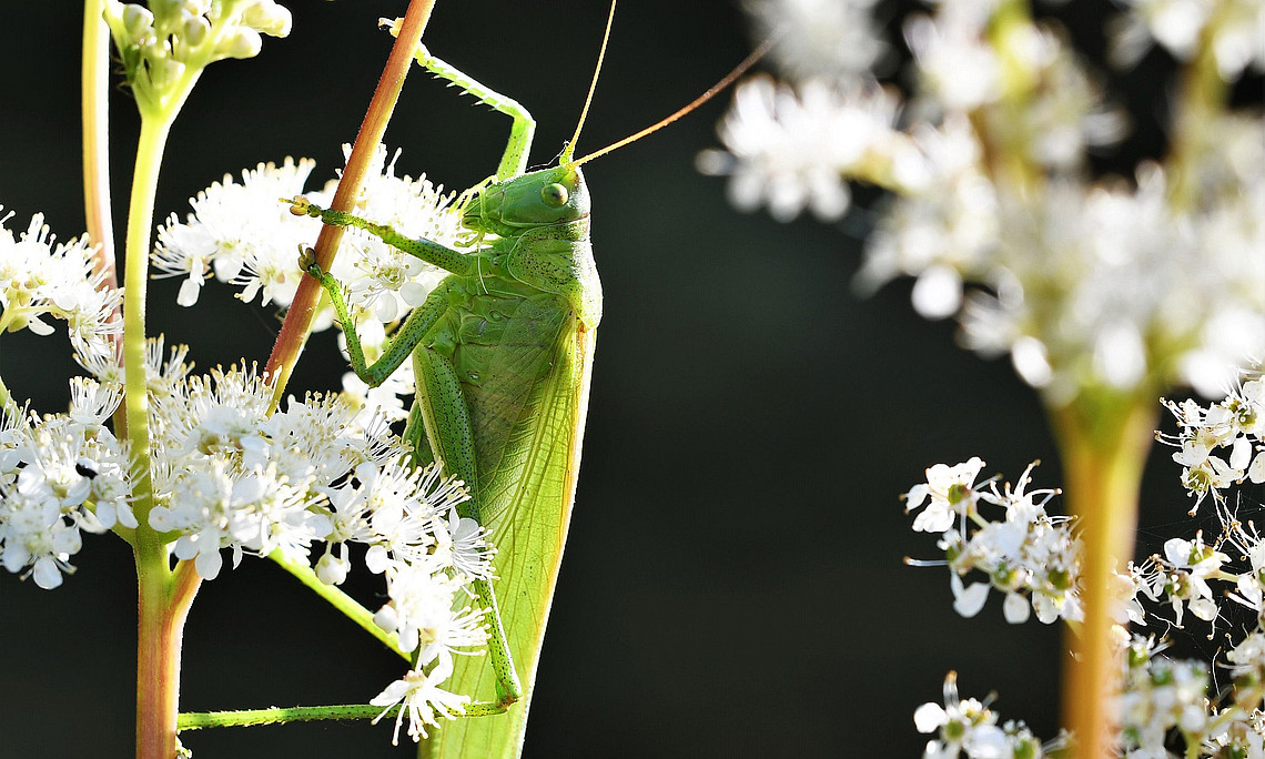  Laubheuschrecken „singen“ oft im für Menschen nicht hörbaren Ultraschallbereich wie die Fledermäuse. Foto: Nature-Pix - Pixabay