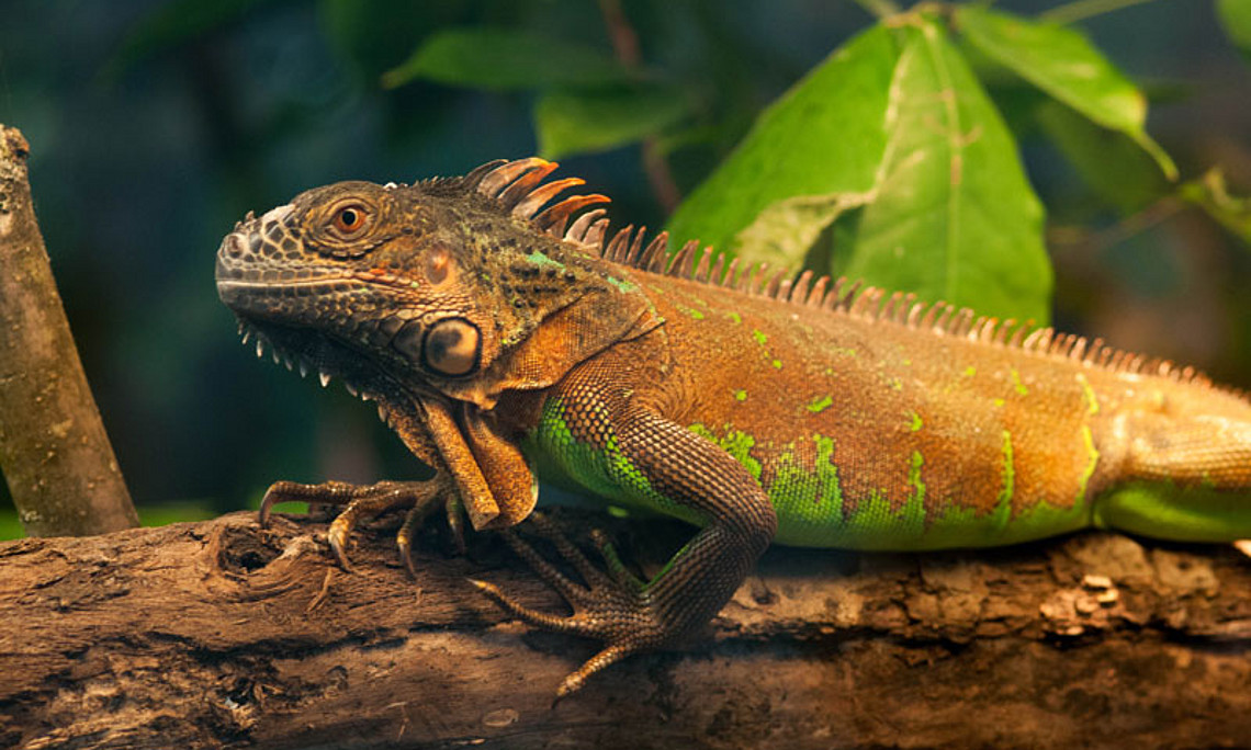 Auch der Grüne Leguan kann - neben vielen anderen Amphibien und Reptilien - in der aktuellen Ausstellung im Botanischen Garten besichtigt werden. Foto: Botanischer Garten.