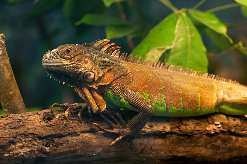 Auch der Grüne Leguan kann - neben vielen anderen Amphibien und Reptilien - in der aktuellen Ausstellung im Botanischen Garten besichtigt werden.  Foto: Botanischer Garten.