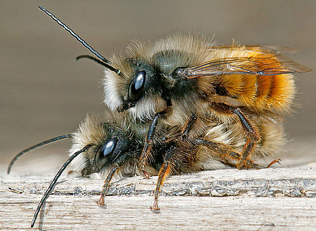 Ein Männchen der Gehörnten Mauerbiene umklammert ein Weibchen bei der Paarung ©Gernot Kunz